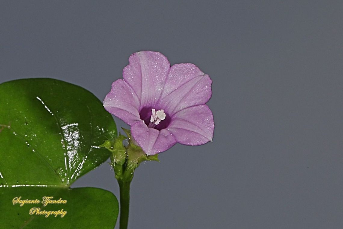 Littlebell/Three-lobe morning glory (Ipomoea triloba)  Aiea morning glory,Fall,Geotagged,Indonesia,Ipomoea triloba