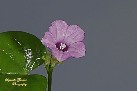 Littlebell/Three-lobe morning glory (Ipomoea triloba)  Aiea morning glory,Fall,Geotagged,Indonesia,Ipomoea triloba