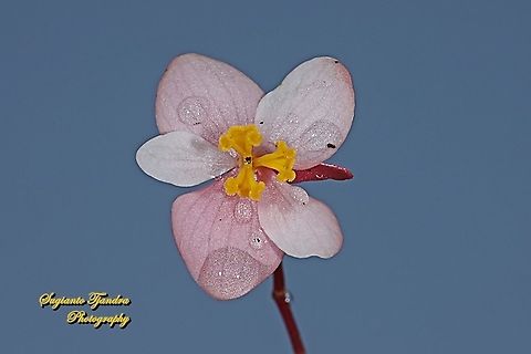 Begonia Grandis 'Heron's Pirouette', Begoniaceae  Begonia grandis,Fall,Geotagged,Hardy begonia,Indonesia