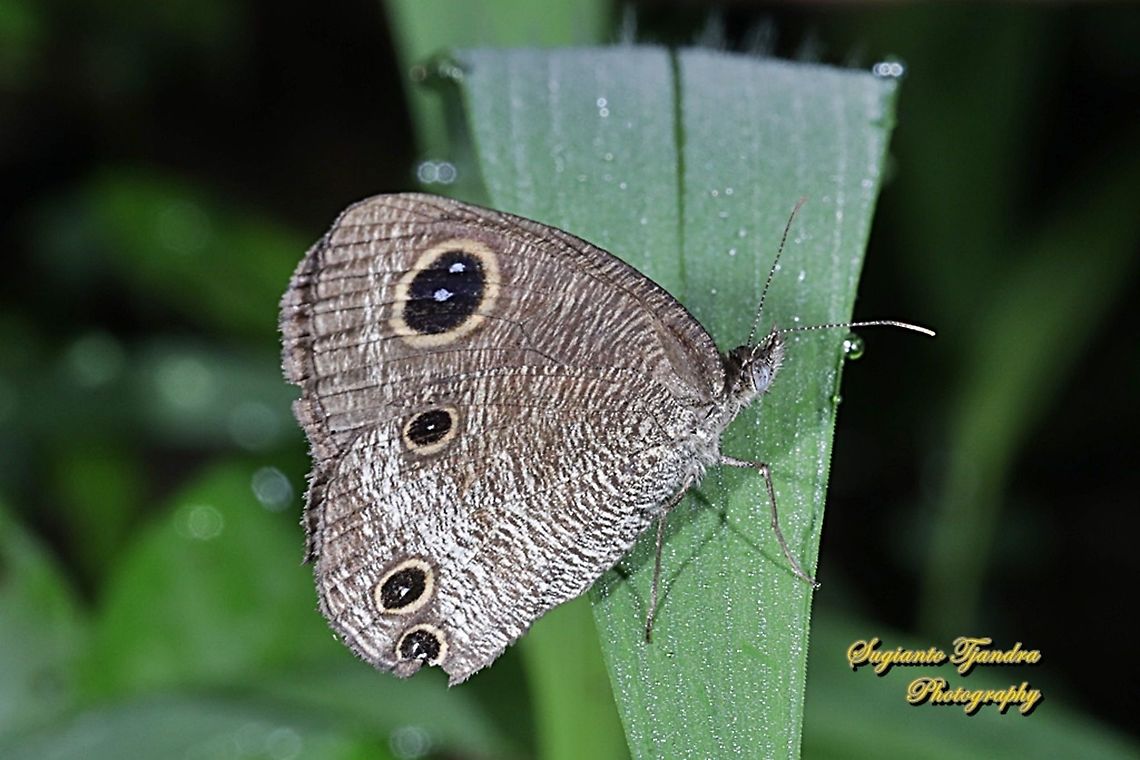 THE COMMON THREE RING BUTTERFLY, YPTHIMA PANDOCUS  Fall,Geotagged,Indonesia,Ypthima pandocus