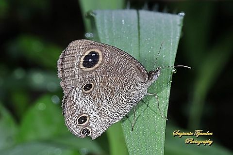THE COMMON THREE RING BUTTERFLY, YPTHIMA PANDOCUS  Fall,Geotagged,Indonesia,Ypthima pandocus