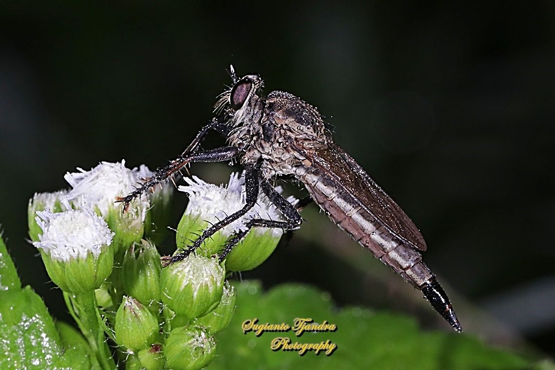 Black Robber fly, Asilidae  Fall,Geotagged,Indonesia