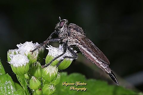 Black Robber fly, Asilidae  Fall,Geotagged,Indonesia