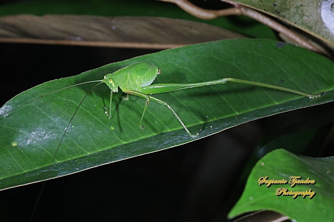 Fork-tailed Bush Katydid nymph, Tettigoniida  Fall,Geotagged,Indonesia