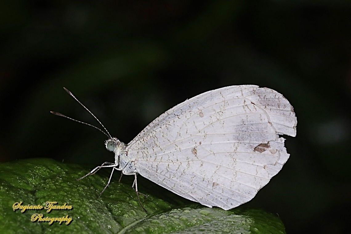 Leptosia nina chlorographa, the psyche  Fall,Geotagged,Indonesia,Leptosia nina,Psyche