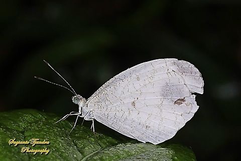 Leptosia nina chlorographa, the psyche  Fall,Geotagged,Indonesia,Leptosia nina,Psyche