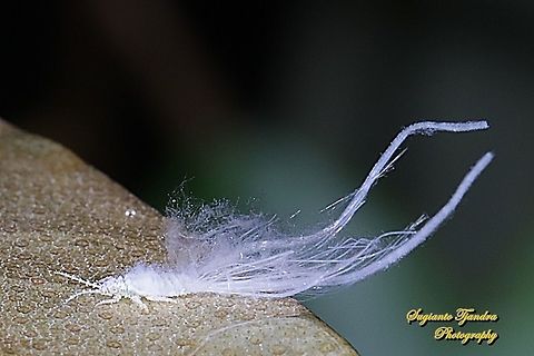 Psyllid/Jumping Plant Louse nymph, Psyllidae  Fall,Geotagged,Indonesia
