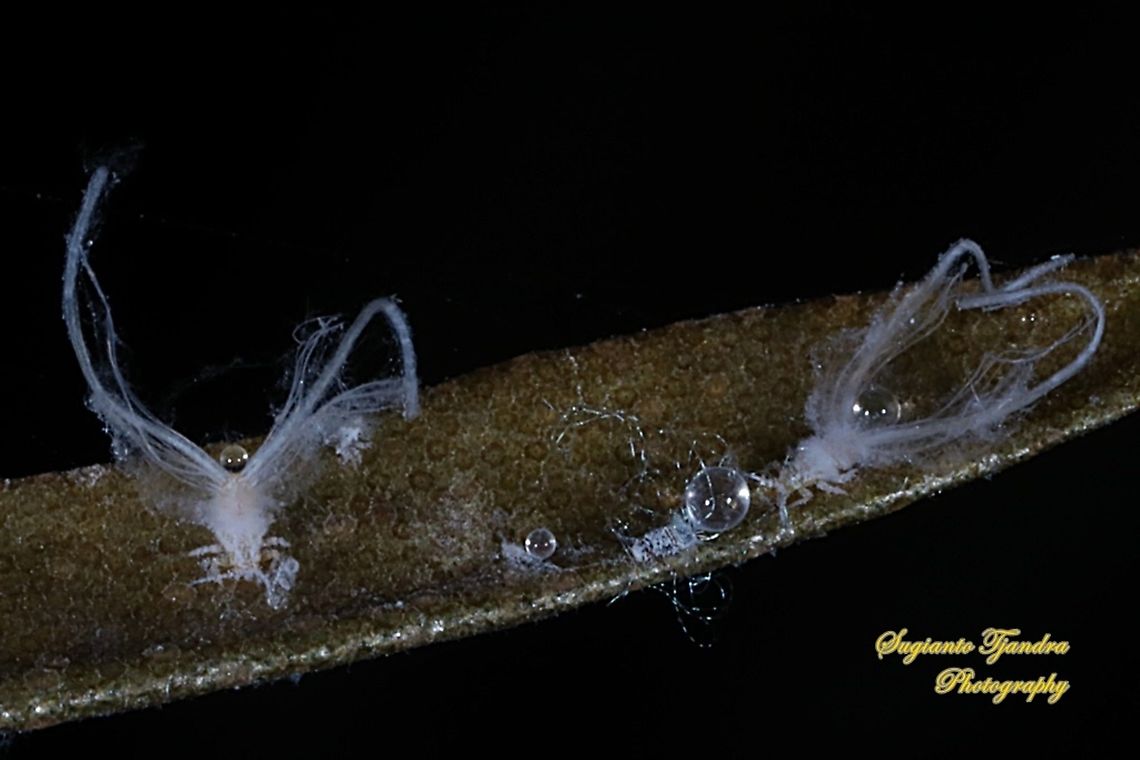 Psyllid/Jumping Plant Louse nymph, Psyllidae  Fall,Geotagged,Indonesia