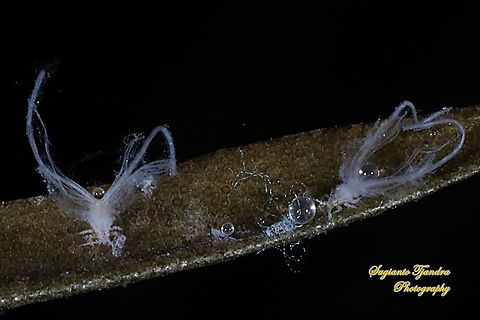 Psyllid/Jumping Plant Louse nymph, Psyllidae  Fall,Geotagged,Indonesia