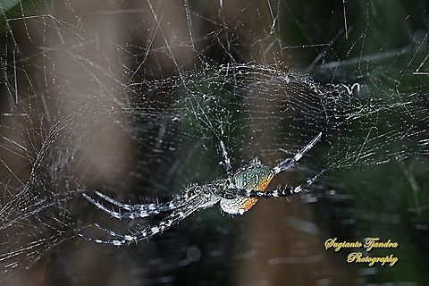 The Dome Tent-web spider (Cyrtophora moluccensis)  Cyrtophora moluccensis,Dome Tent Spider,Fall,Geotagged,Indonesia