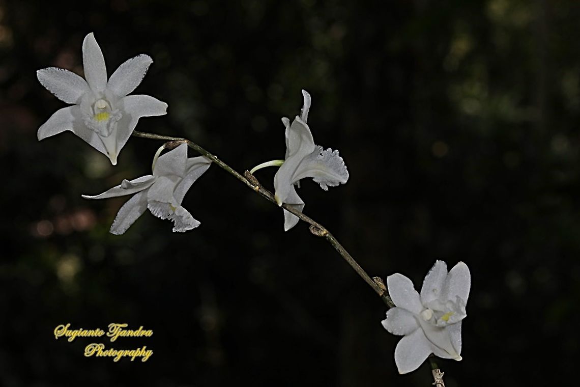 Pigeon Orchid, Dendrobium crumenatum  Dendrobium crumenatum,Geotagged,Indonesia,Pigeon orchid,Winter