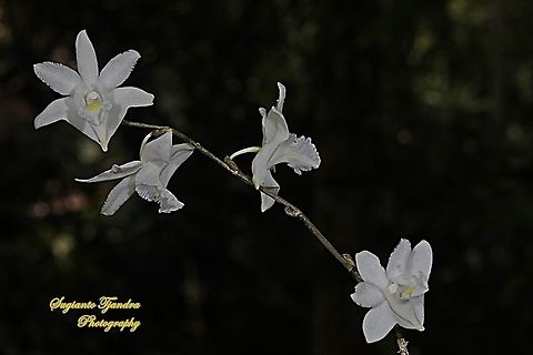 Pigeon Orchid, Dendrobium crumenatum  Dendrobium crumenatum,Geotagged,Indonesia,Pigeon orchid,Winter