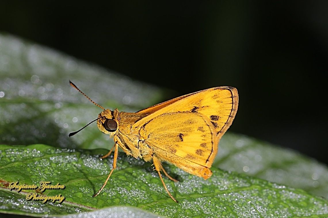 Skipper Butterfly - Yellow Palm Dart, Cephrenes trichopepla  Cephrenes trichopepla,Fall,Geotagged,Indonesia,Yellow palm dart