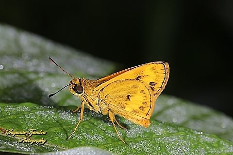 Skipper Butterfly - Yellow Palm Dart, Cephrenes trichopepla  Cephrenes trichopepla,Fall,Geotagged,Indonesia,Yellow palm dart