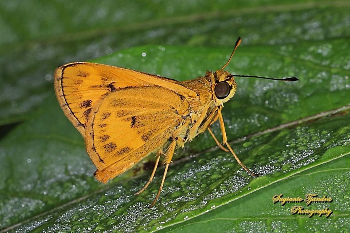 Skipper Butterfly - Yellow Palm Dart, Cephrenes trichopepla  Fall,Geotagged,Indonesia