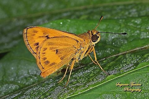 Skipper Butterfly - Yellow Palm Dart, Cephrenes trichopepla  Fall,Geotagged,Indonesia
