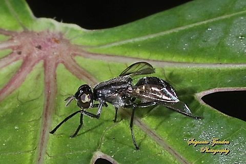 Plagiostenopterina fly (Platystomatidae)  Fall,Geotagged,Indonesia