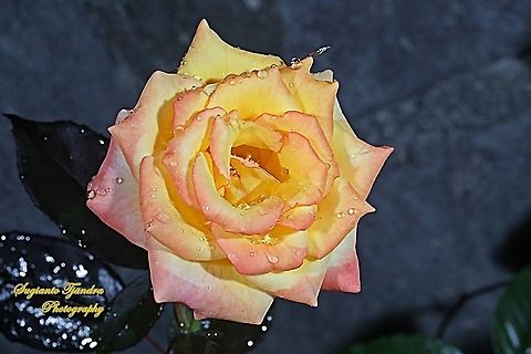 Rose flower, Rosaceae  Fall,Geotagged,Indonesia