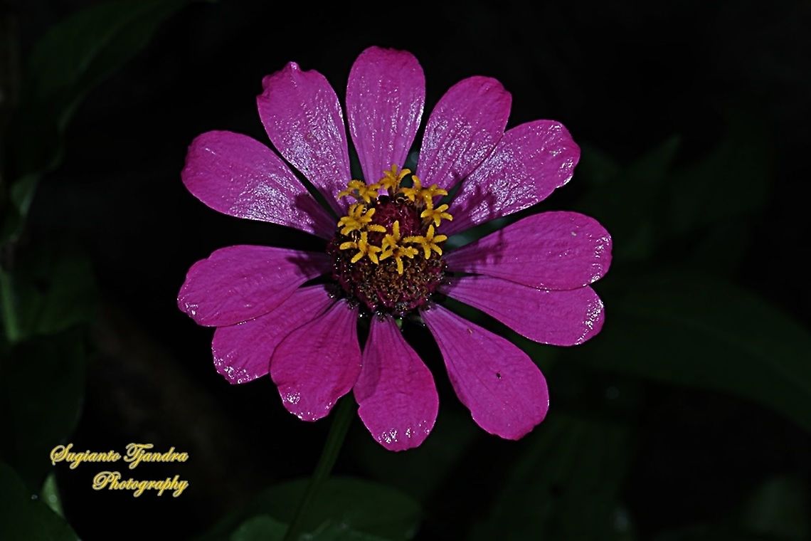 Zinnia flower  Fall,Geotagged,Indonesia