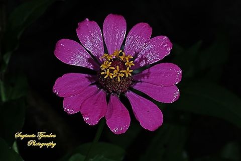 Zinnia flower  Fall,Geotagged,Indonesia