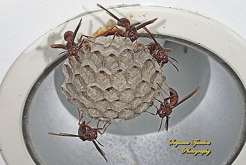 Paper Wasp, Vespidae, Polistes sp.  Fall,Geotagged,Indonesia