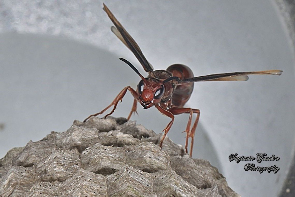 Paper Wasp, Vespidae, Polistes sp.  Fall,Geotagged,Indonesia
