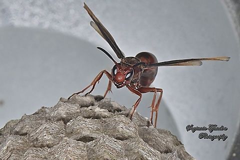 Paper Wasp, Vespidae, Polistes sp.  Fall,Geotagged,Indonesia