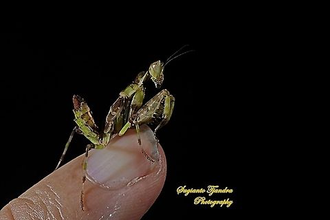 Flower mantis Nymph - Creobroter Sp  Fall,Geotagged,Indonesia
