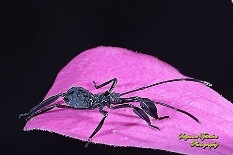 Leaf-Footed bug nymph (Coreoidea)  Fall,Geotagged,Indonesia
