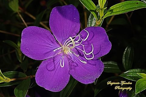 Princess Flower, Tibouchina urvilleana (Melastomataceae Sp)  Fall,Geotagged,Indonesia,Tibouchina urvilleana