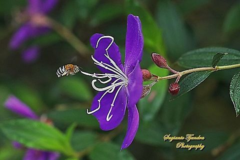 Blue Banded Bee, Amegilla zonata, Amegilla Sp looking for nectar on a Princess Flower, Tibouchina urvilleana (Melastomataceae Sp)  Amegilla zonata,Geotagged,Indonesia,Winter