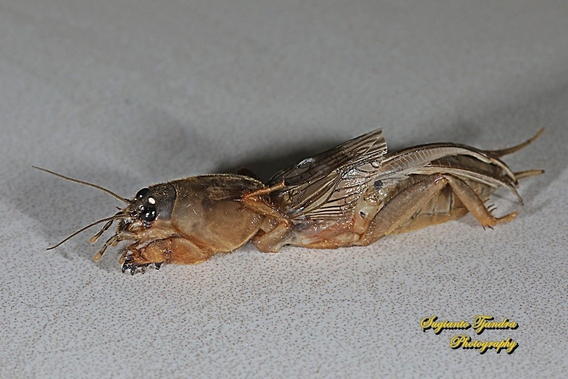 Mole cricket, Gryllotalpa orientalis, Gryllotalpidae  Fall,Geotagged,Indonesia