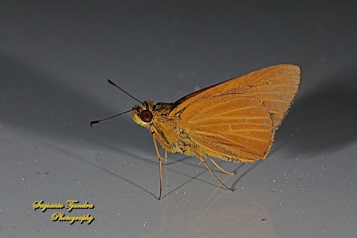 Skipper Butterfly, the Common Redeye (Matapa aria)  Common Redeye,Geotagged,Indonesia,Matapa aria,Winter