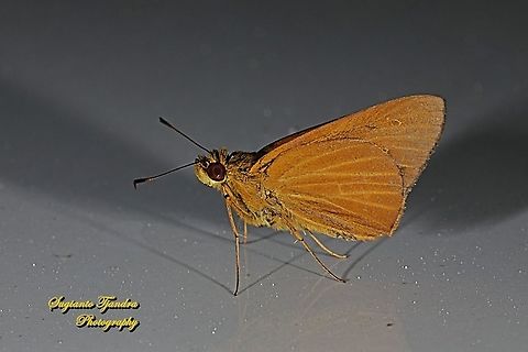 Skipper Butterfly, the Common Redeye (Matapa aria)  Common Redeye,Geotagged,Indonesia,Matapa aria,Winter
