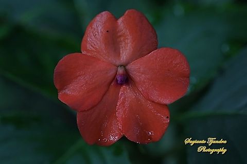 Impatiens flower, Impatiens walleriana  Busy Lizzy,Geotagged,Impatiens walleriana,Indonesia,Winter