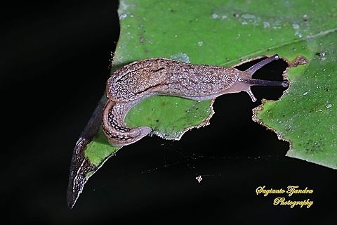 Land slug  Geotagged,Indonesia,Winter
