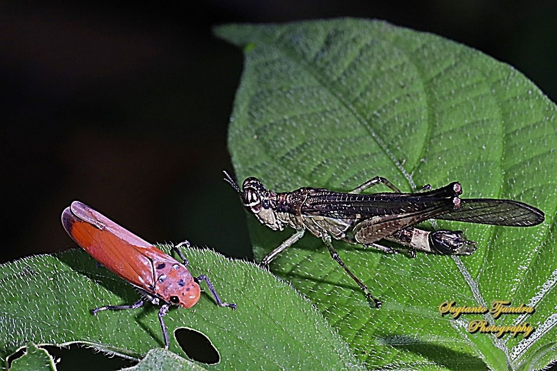 An Orange leafhopper, Bothrogonia addita & a Monkey grasshopper, Erucius  Bothrogonia addita,Geotagged,Indonesia,Winter