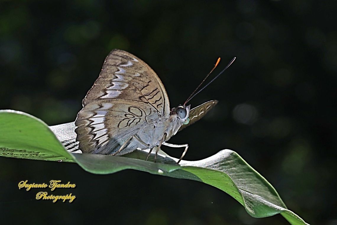 The powdered baron, Euthalia monina salia - Lowerside  Euthalia monina,Geotagged,Indonesia,Powdered Baron,Winter