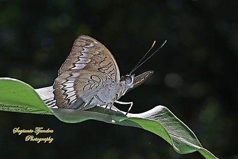 The powdered baron, Euthalia monina salia - Lowerside  Euthalia monina,Geotagged,Indonesia,Powdered Baron,Winter