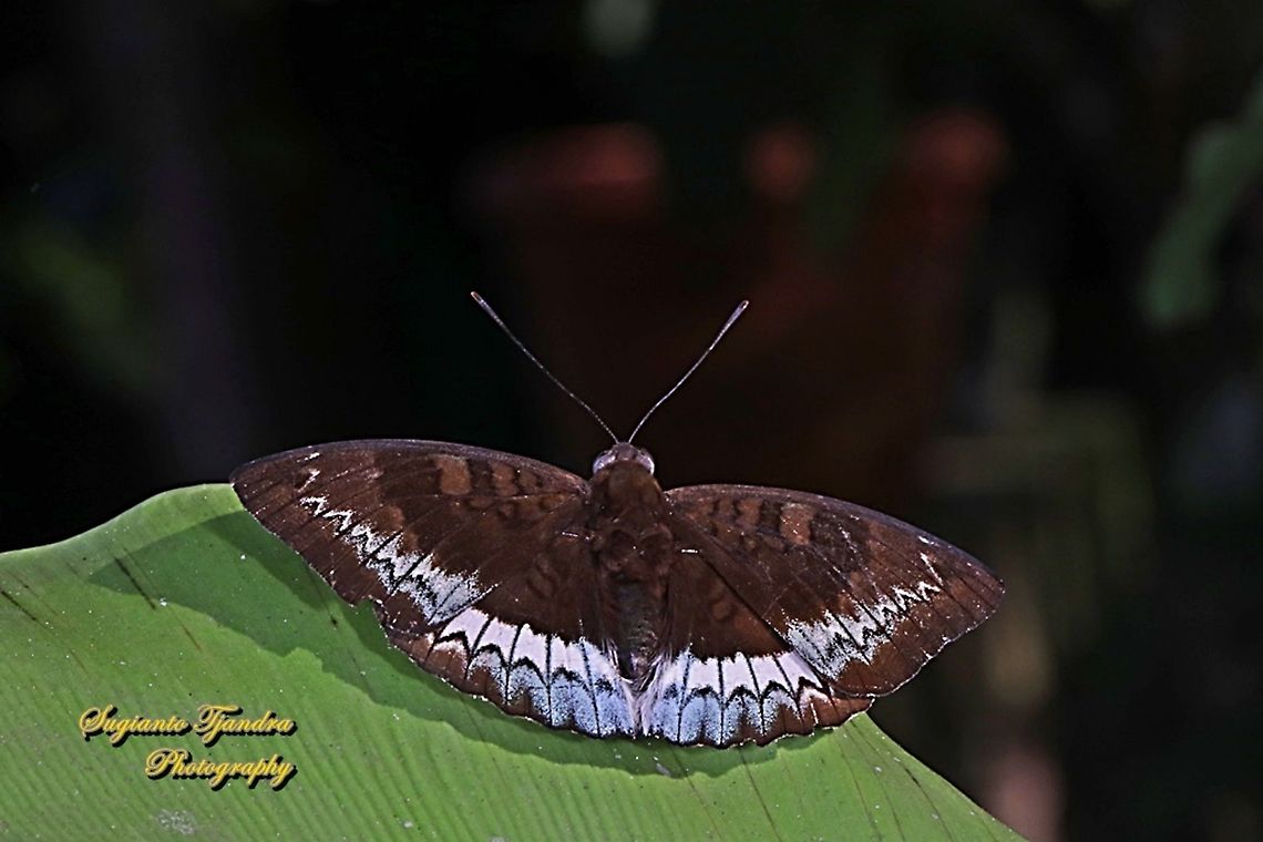 The powdered baron, Euthalia monina salia - Upperside  Euthalia monina,Geotagged,Indonesia,Powdered Baron,Winter