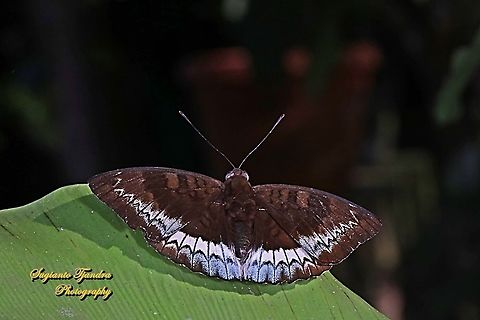 The powdered baron, Euthalia monina salia - Upperside  Euthalia monina,Geotagged,Indonesia,Powdered Baron,Winter