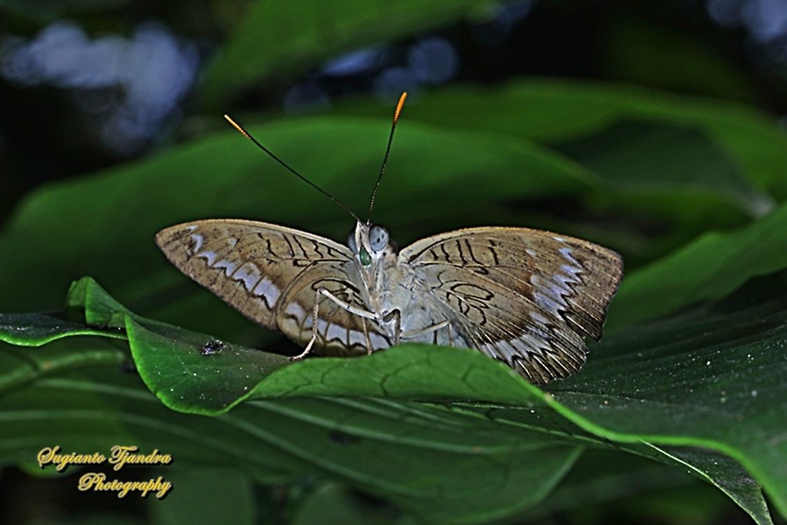 The powdered baron, Euthalia monina salia - Lowerside  Euthalia monina,Geotagged,Indonesia,Powdered Baron,Winter