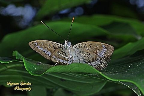 The powdered baron, Euthalia monina salia - Lowerside  Euthalia monina,Geotagged,Indonesia,Powdered Baron,Winter