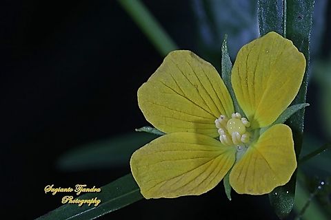 Yellow wild flowers have 4 petals (Primrose willow), Ludwigia octovalvis  Geotagged,Indonesia,Ludwigia  octovalvis,Ludwigia octovalvis,Winter