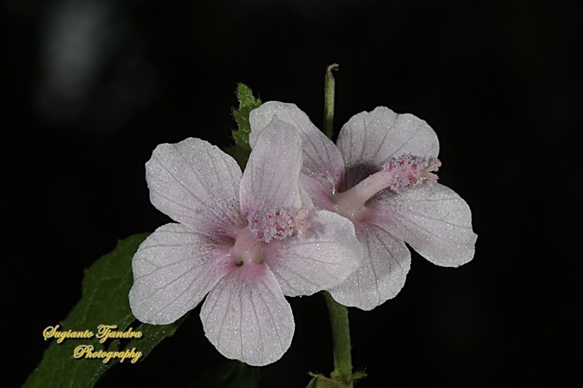 Caesarweed flower, Urena lobata  Caesarweed,Geotagged,Indonesia,Urena lobata,Winter
