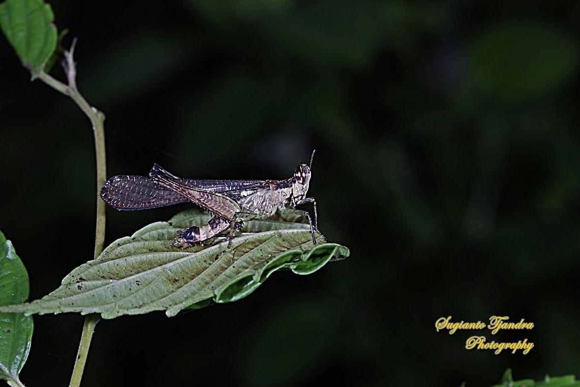 Monkey grasshopper, erucius sp.  Geotagged,Indonesia,Winter