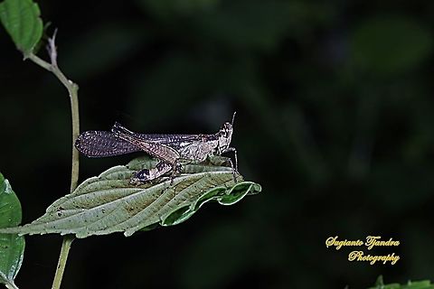 Monkey grasshopper, erucius sp.  Geotagged,Indonesia,Winter