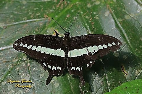 Papilio demolion demolion, the banded swallowtail  Banded Swallowtail,Geotagged,Indonesia,Papilio demolion,Winter