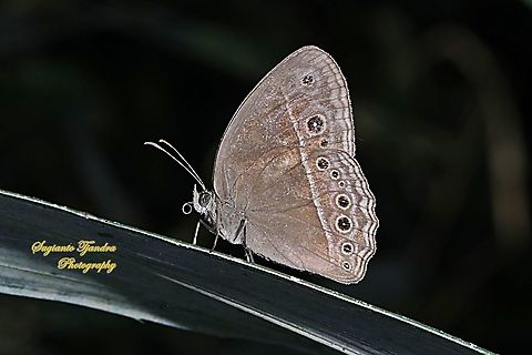 Long Brand Bush Brown, Mycalesis visala phamis  Geotagged,Indonesia,Long-brand bushbrown,Mycalesis visala,Winter