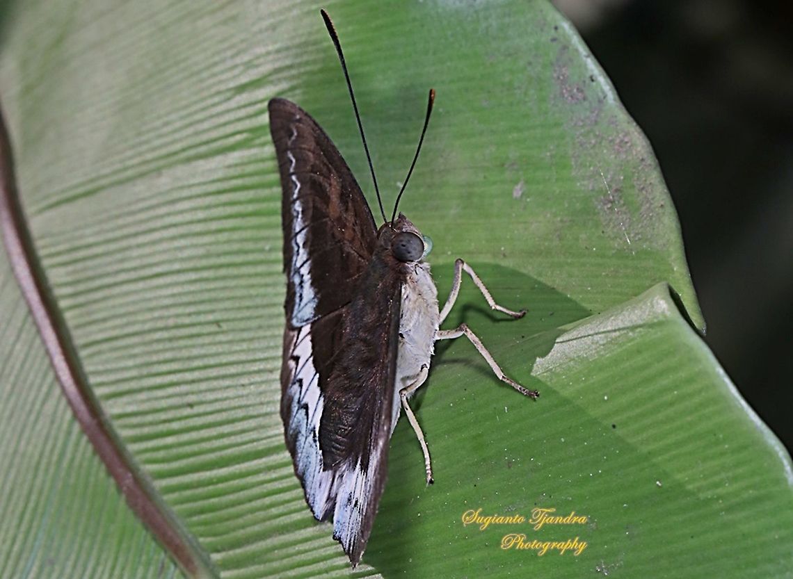 The powdered baron, Euthalia monina salia  Euthalia monina,Geotagged,Indonesia,Powdered Baron,Winter